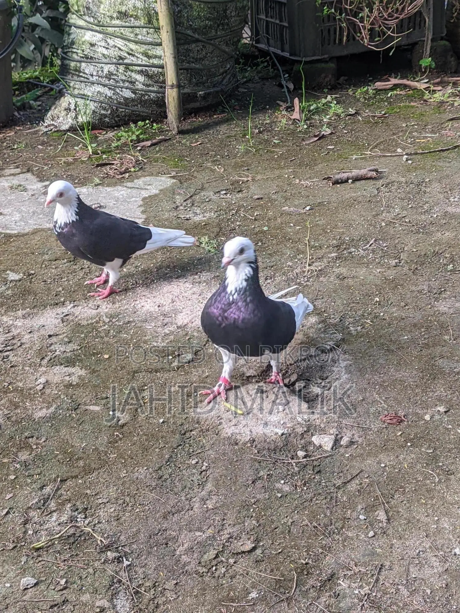 Beautiful and Running Gorra Pigeon Pair (Gorra Pigeon Pair)