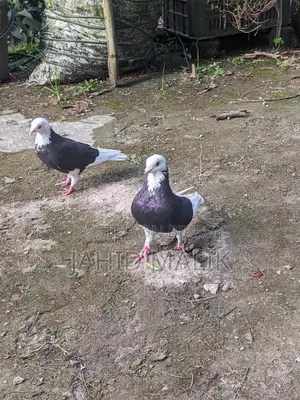 Beautiful and Running Gorra Pigeon Pair (Gorra Pigeon Pair)