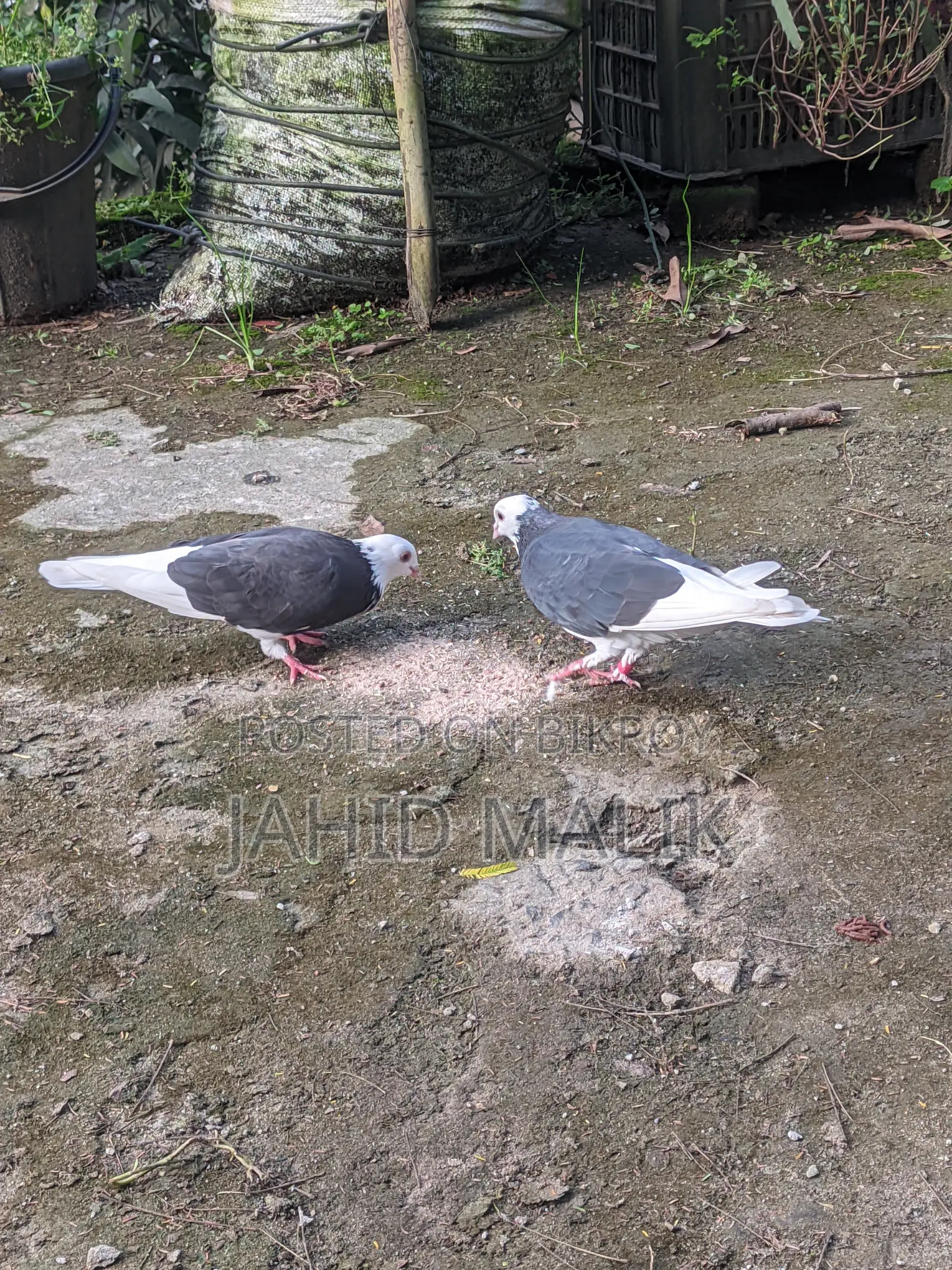 Beautiful and Running Gorra Pigeon Pair (Gorra Pigeon Pair)