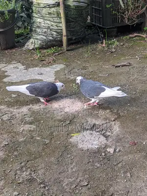 Beautiful and Running Gorra Pigeon Pair (Gorra Pigeon Pair)