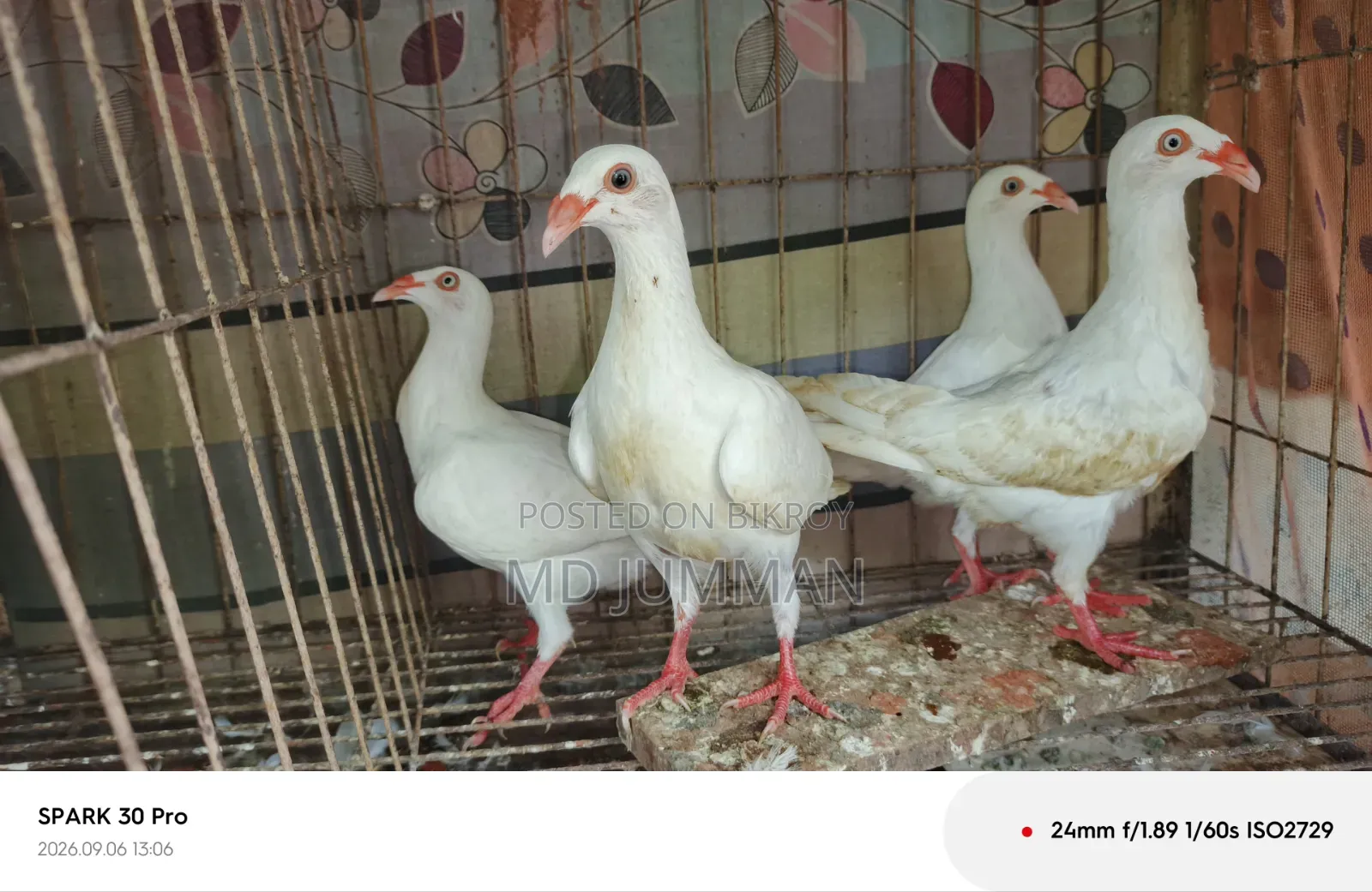 সাদা ড্যানিশ বেবি