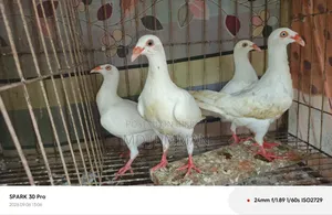 সাদা ড্যানিশ বেবি