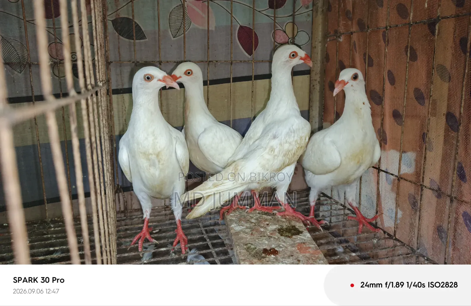 সাদা ড্যানিশ বেবি