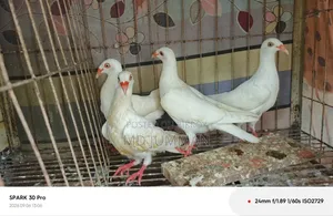 সাদা ড্যানিশ বেবি