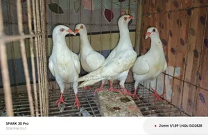 সাদা ড্যানিশ বেবি