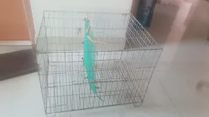 Birds Cage