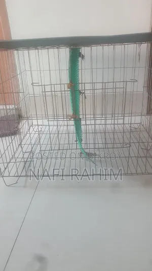 Birds Cage