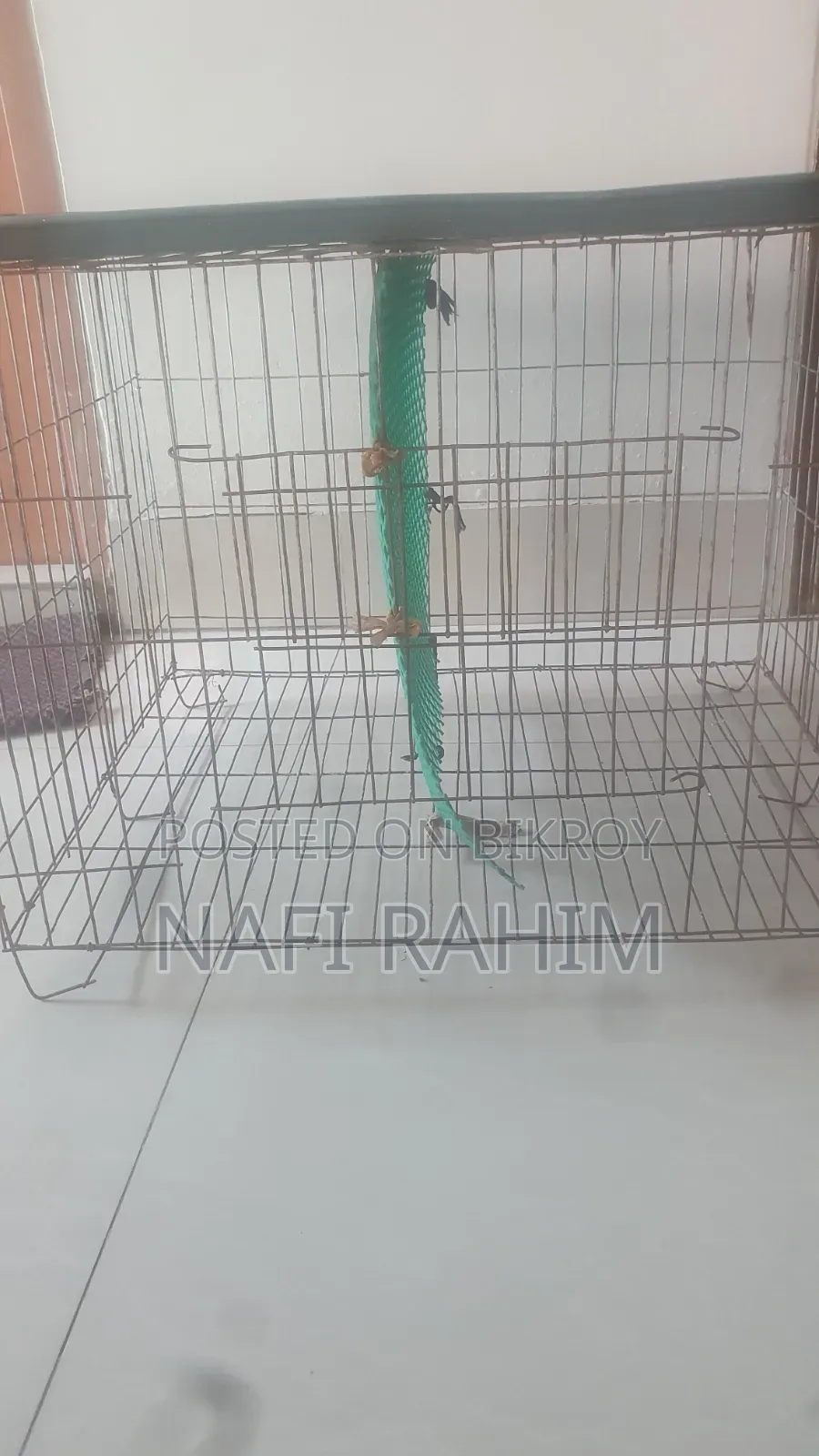 Birds Cage