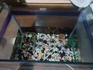 Aquarium for Sale।বিক্রির জন্য অ্যাকোয়ারিয়াম