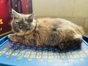 1-3 Months Female Purebred Persian