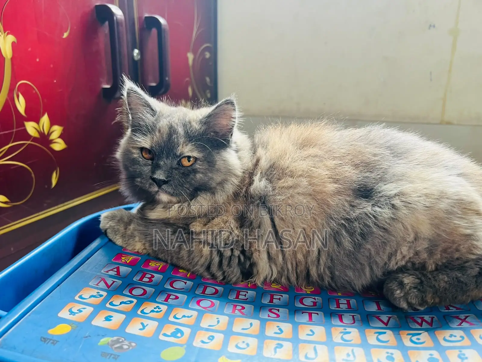 1-3 Months Female Purebred Persian
