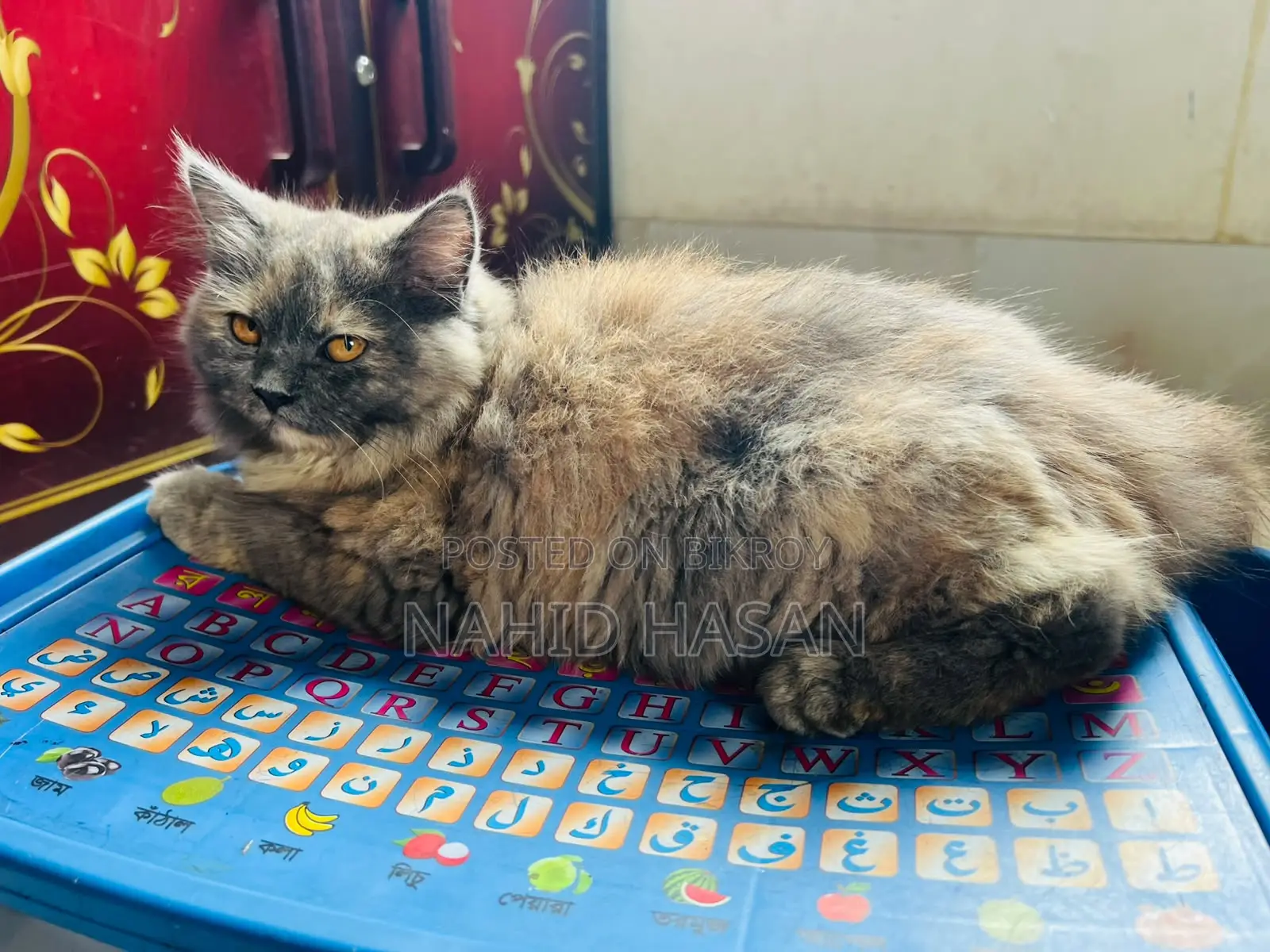 1-3 Months Female Purebred Persian