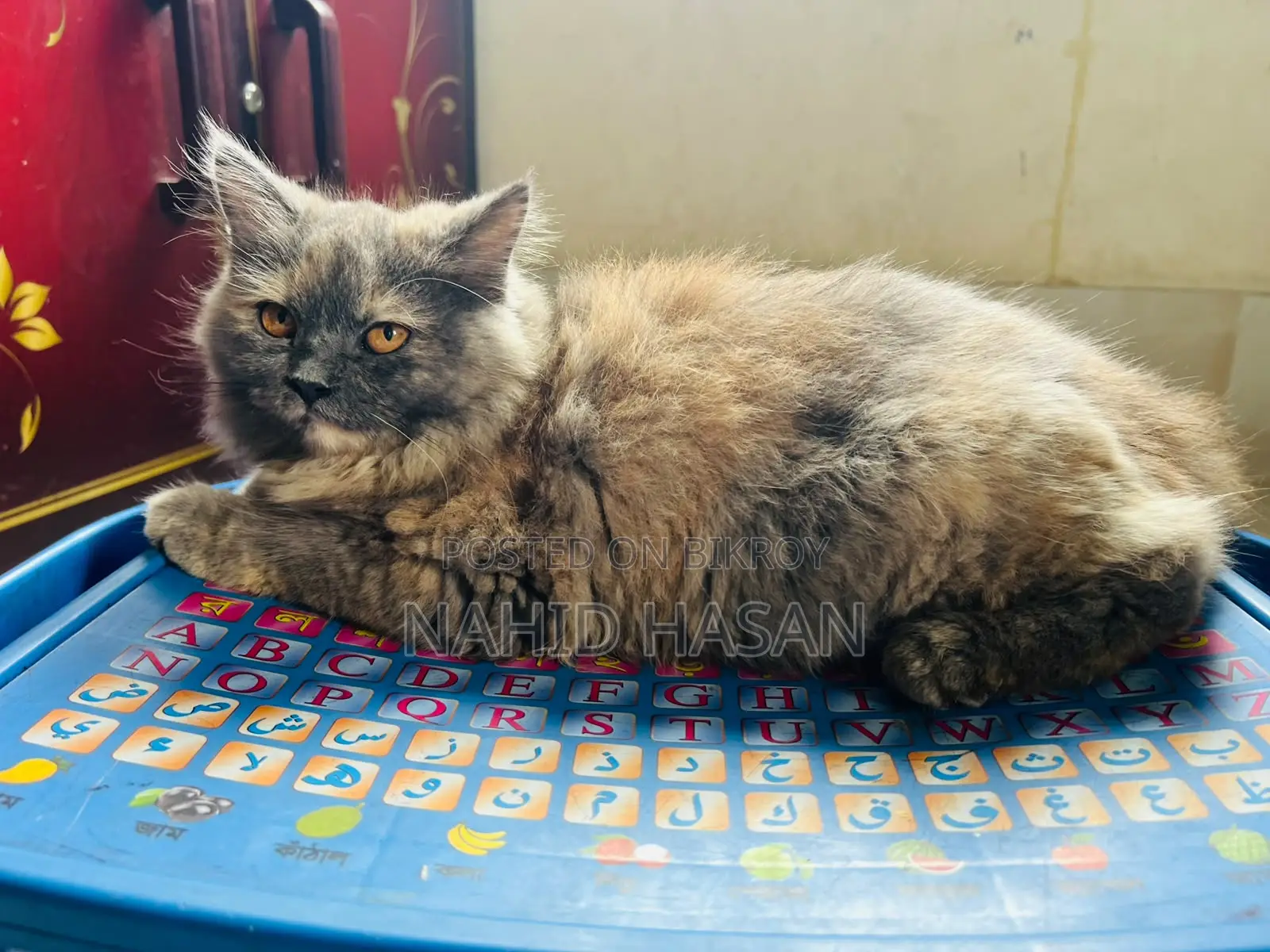 1-3 Months Female Purebred Persian