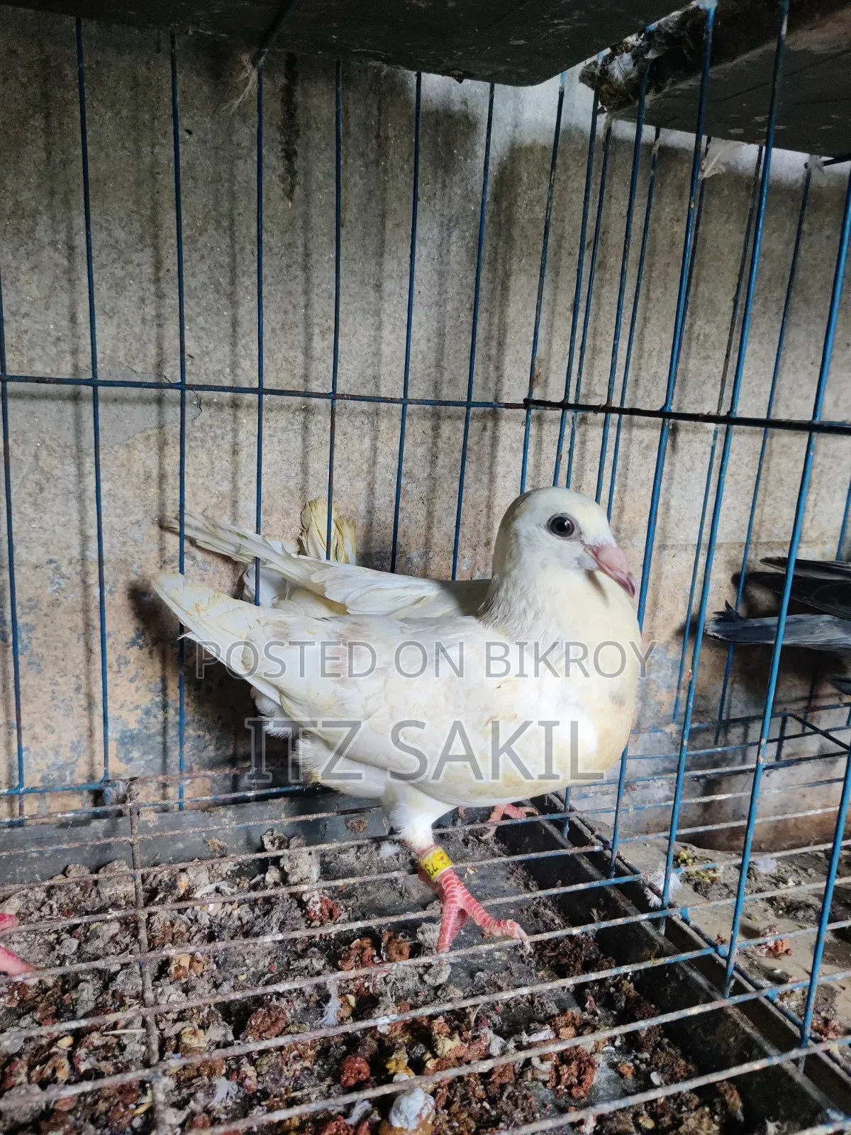 Reser Bby Sell Dibo Only MSG No Call