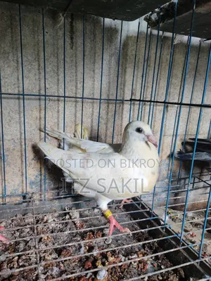 Reser Bby Sell Dibo Only MSG No Call