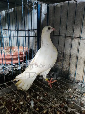 Reser Bby Sell Dibo Only MSG No Call