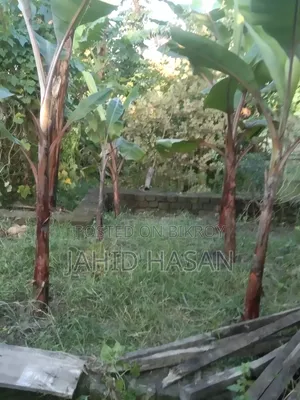 অগ্নি সাগর কলার চারা