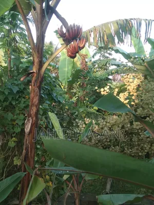 অগ্নি সাগর কলার চারা