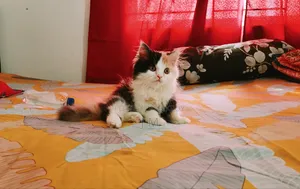 1-3 months Female Purebred Persian