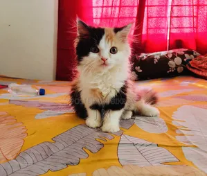 1-3 months Female Purebred Persian