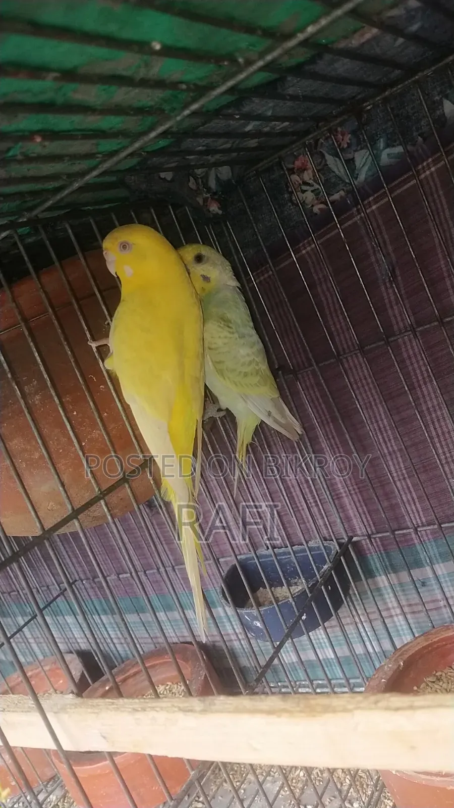 Raning Pair