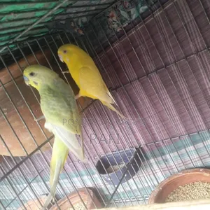 Raning Pair