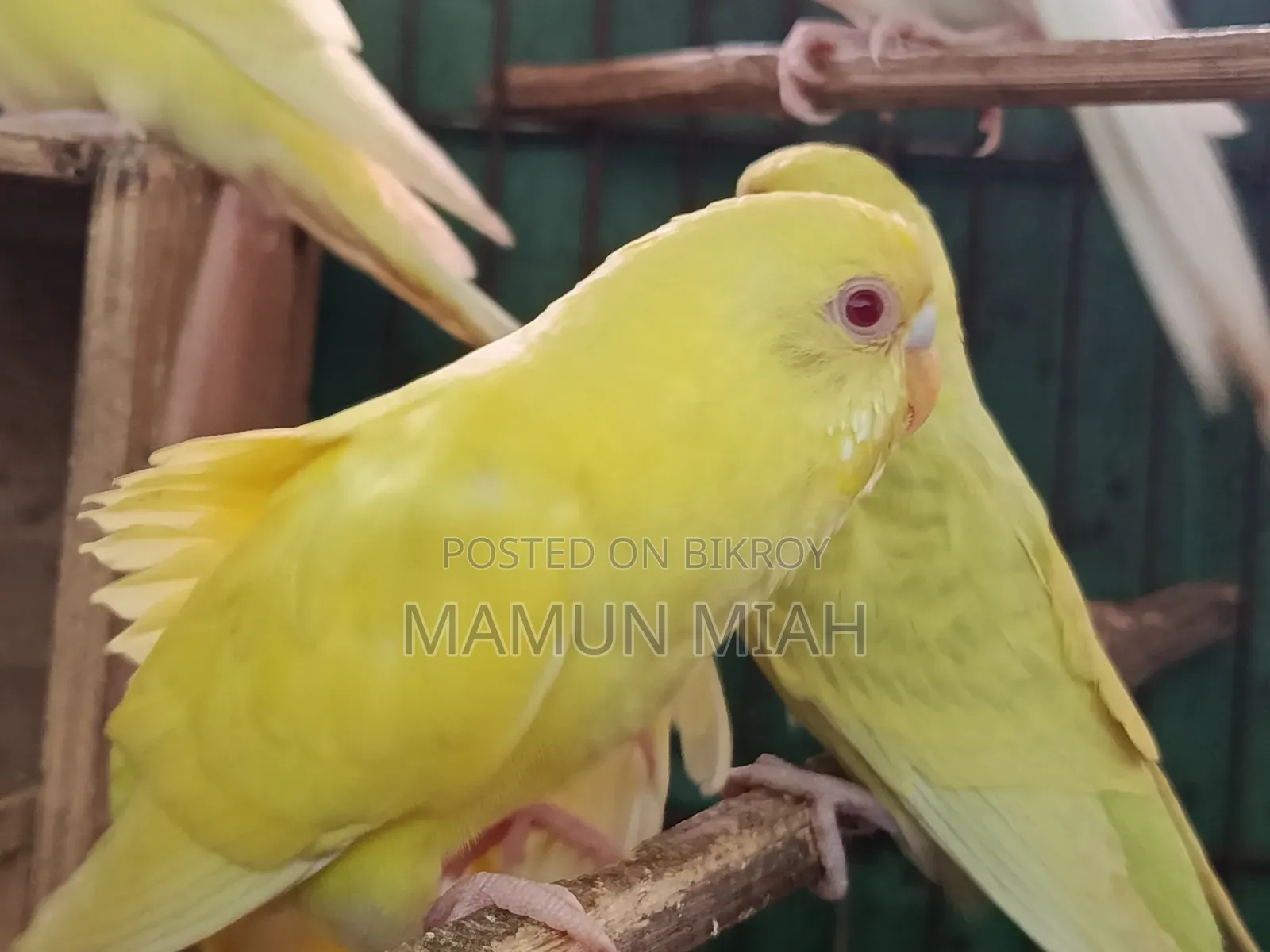 Full-Adult Budgie