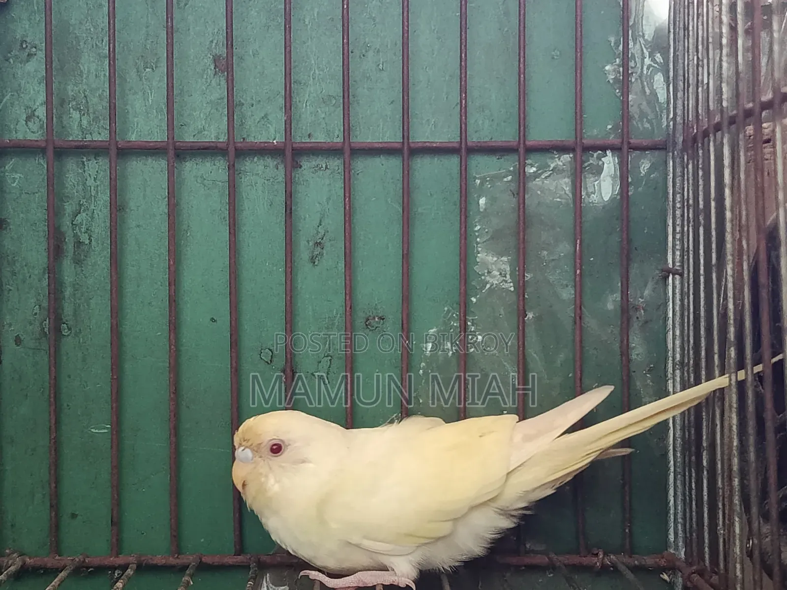 Full-Adult Budgie