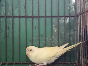 Full-Adult Budgie