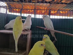 Full-Adult Budgie