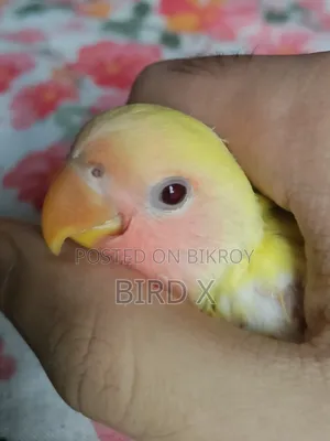 পিচ ফেসড লাভবার্ড