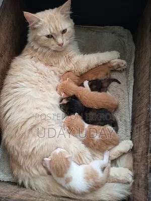 0-1 Month Female Purebred Persian