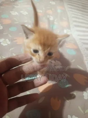 0-1 Month Female Purebred Persian