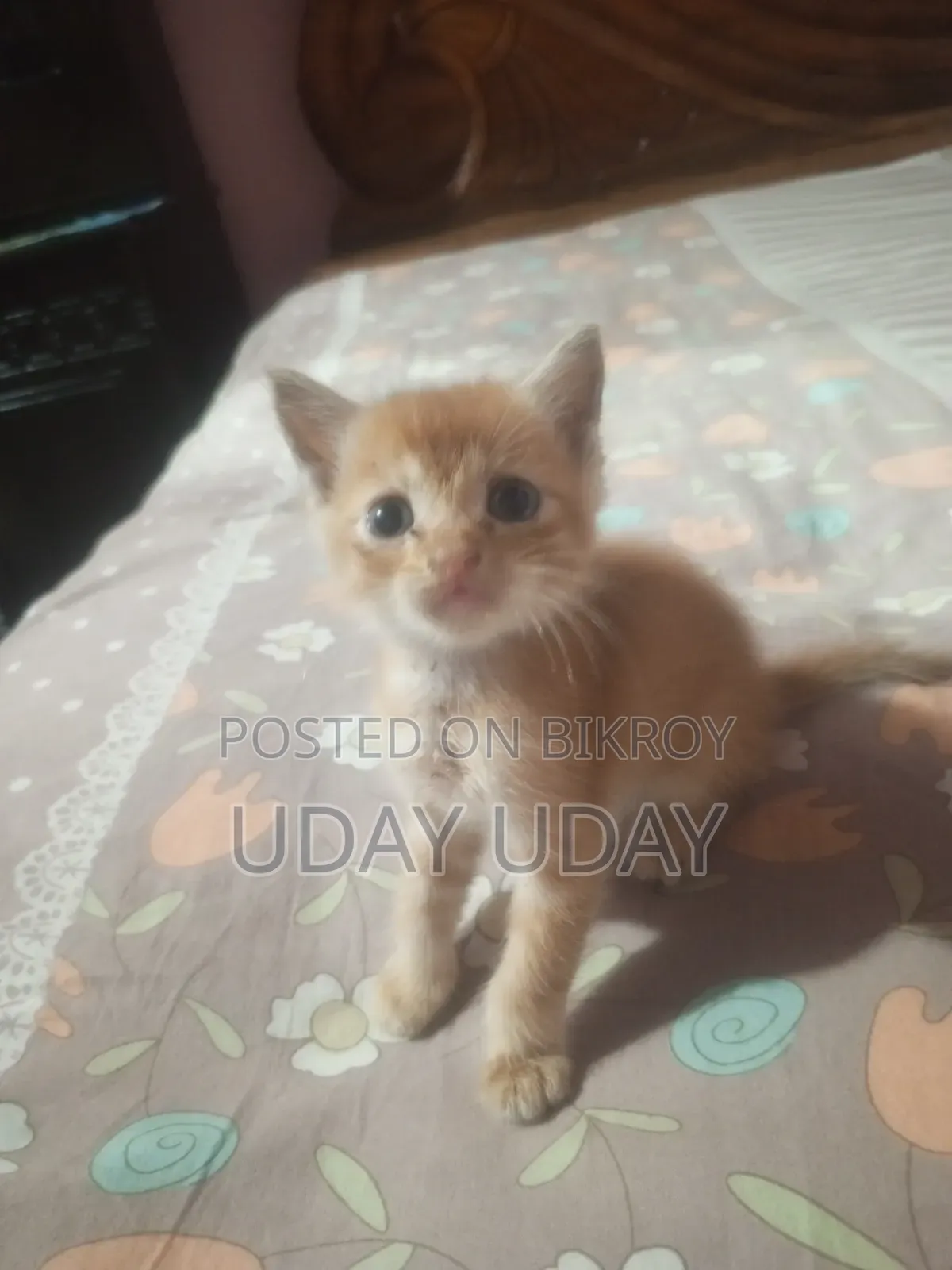 0-1 Month Female Purebred Persian