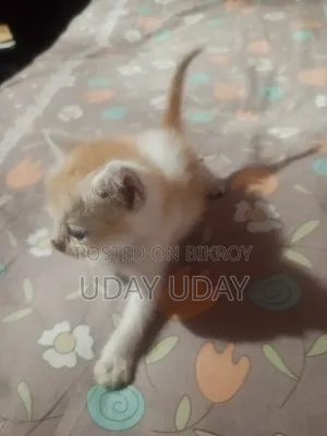 0-1 Month Female Purebred Persian