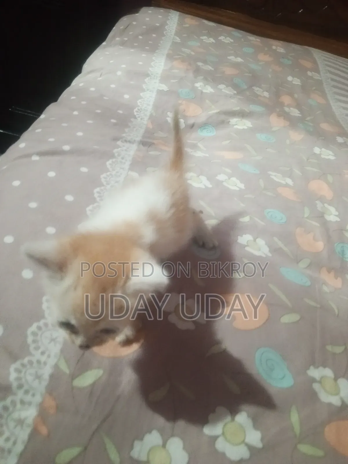 0-1 Month Female Purebred Persian