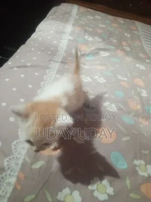 0-1 Month Female Purebred Persian