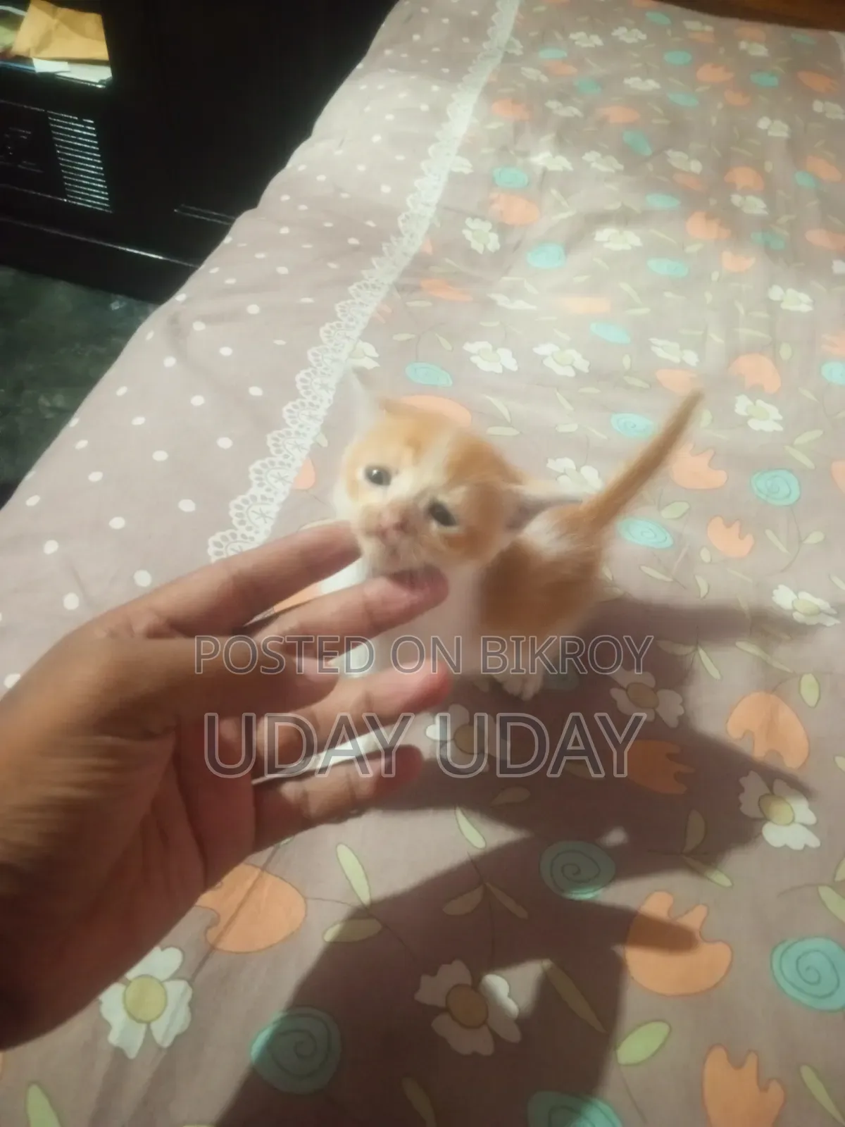 0-1 Month Female Purebred Persian