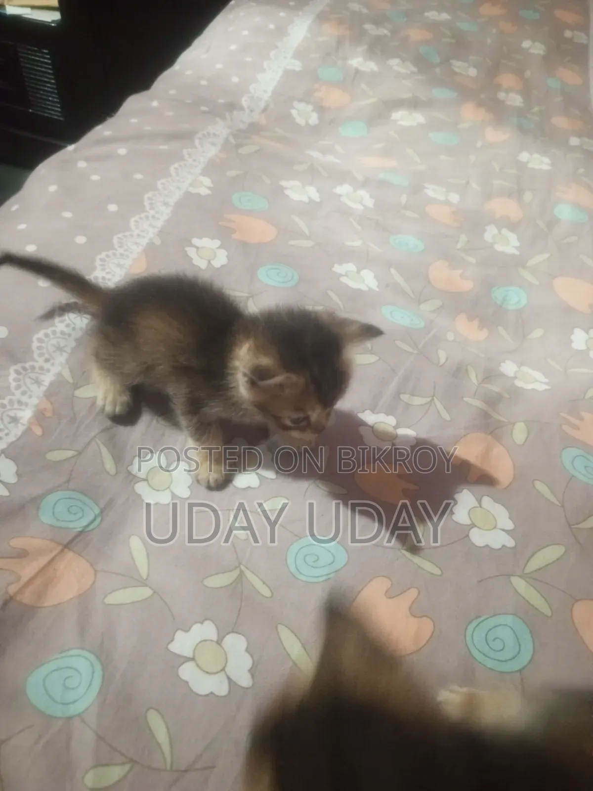 0-1 Month Female Purebred Persian