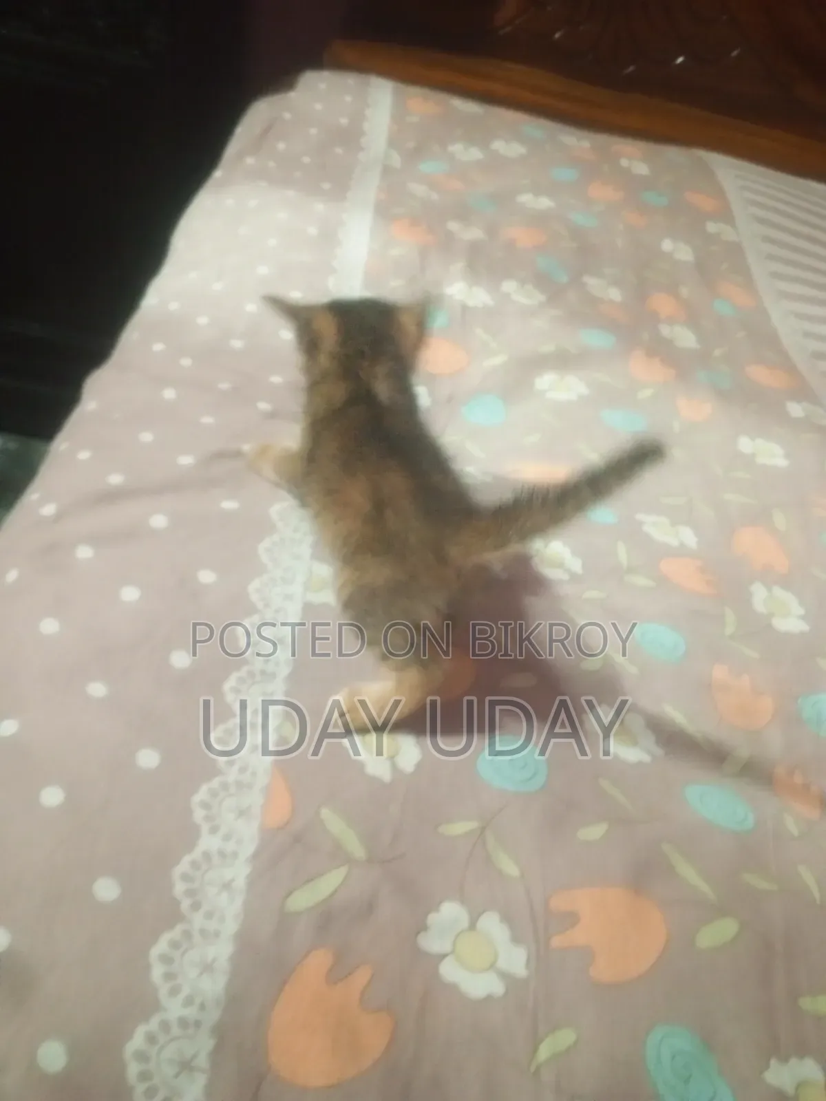 0-1 Month Female Purebred Persian
