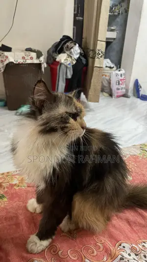 6-12 Months Female Purebred Persian