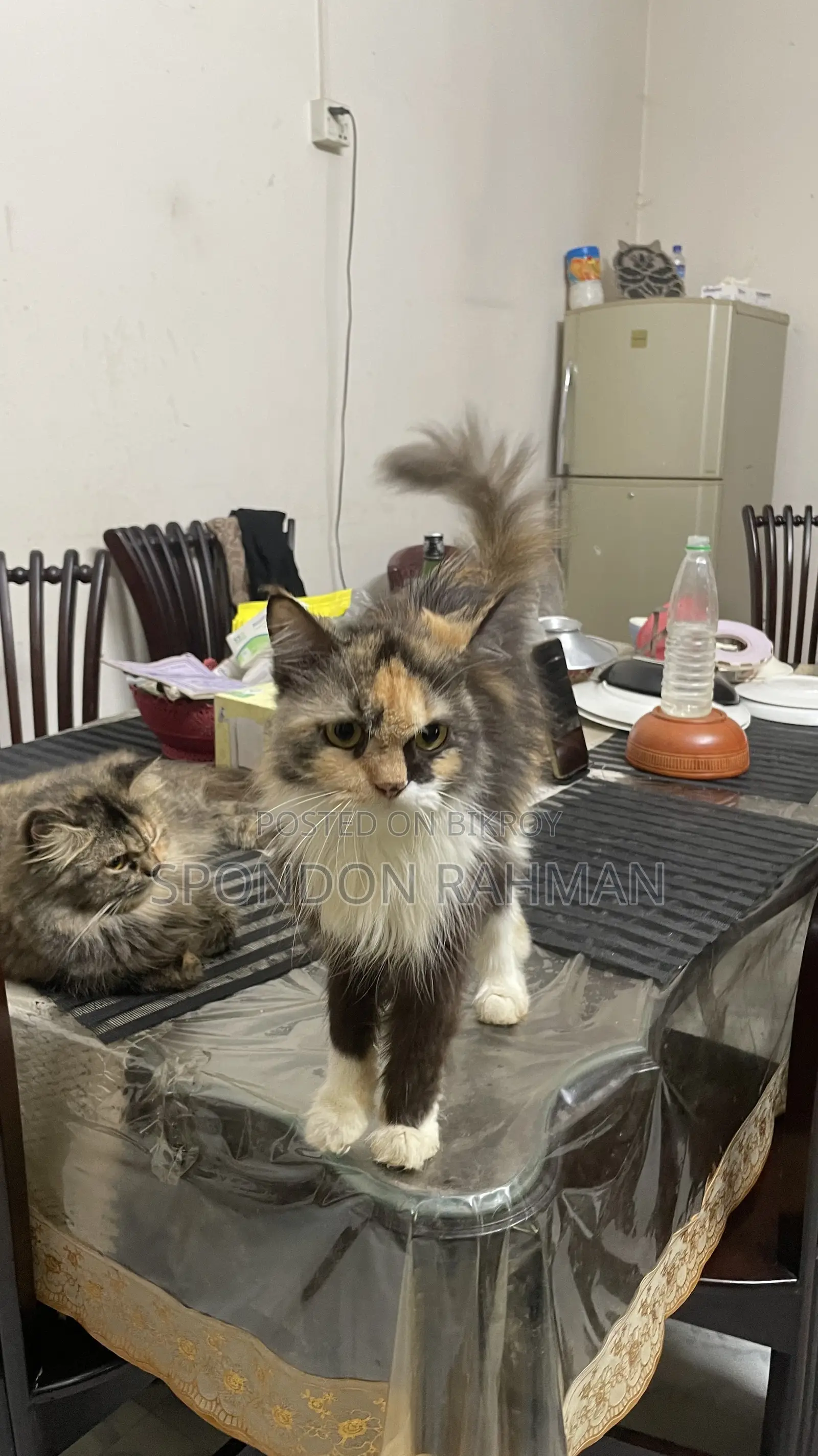 6-12 Months Female Purebred Persian