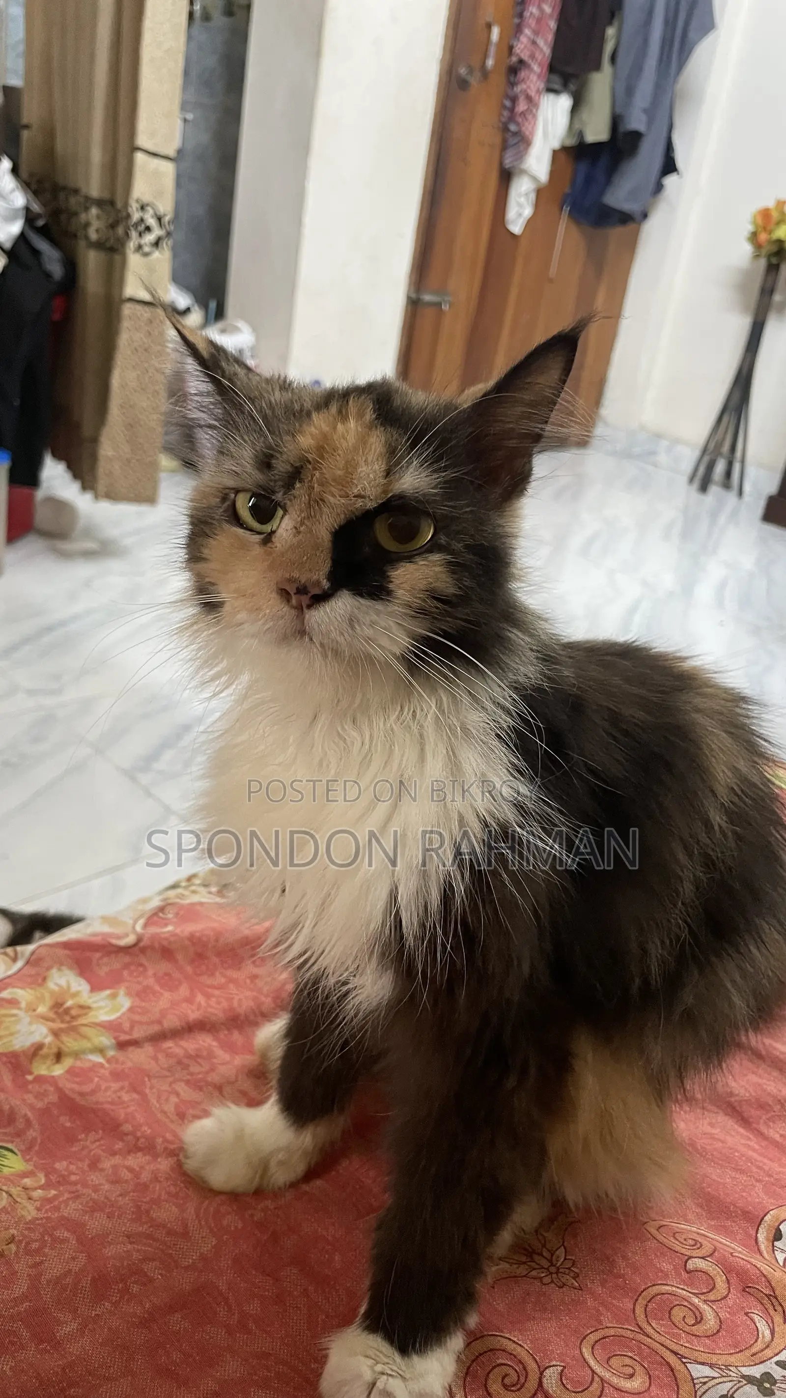 6-12 Months Female Purebred Persian
