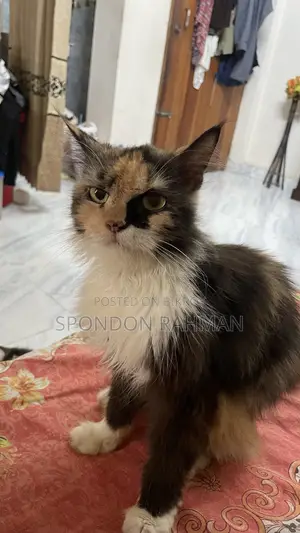 6-12 Months Female Purebred Persian