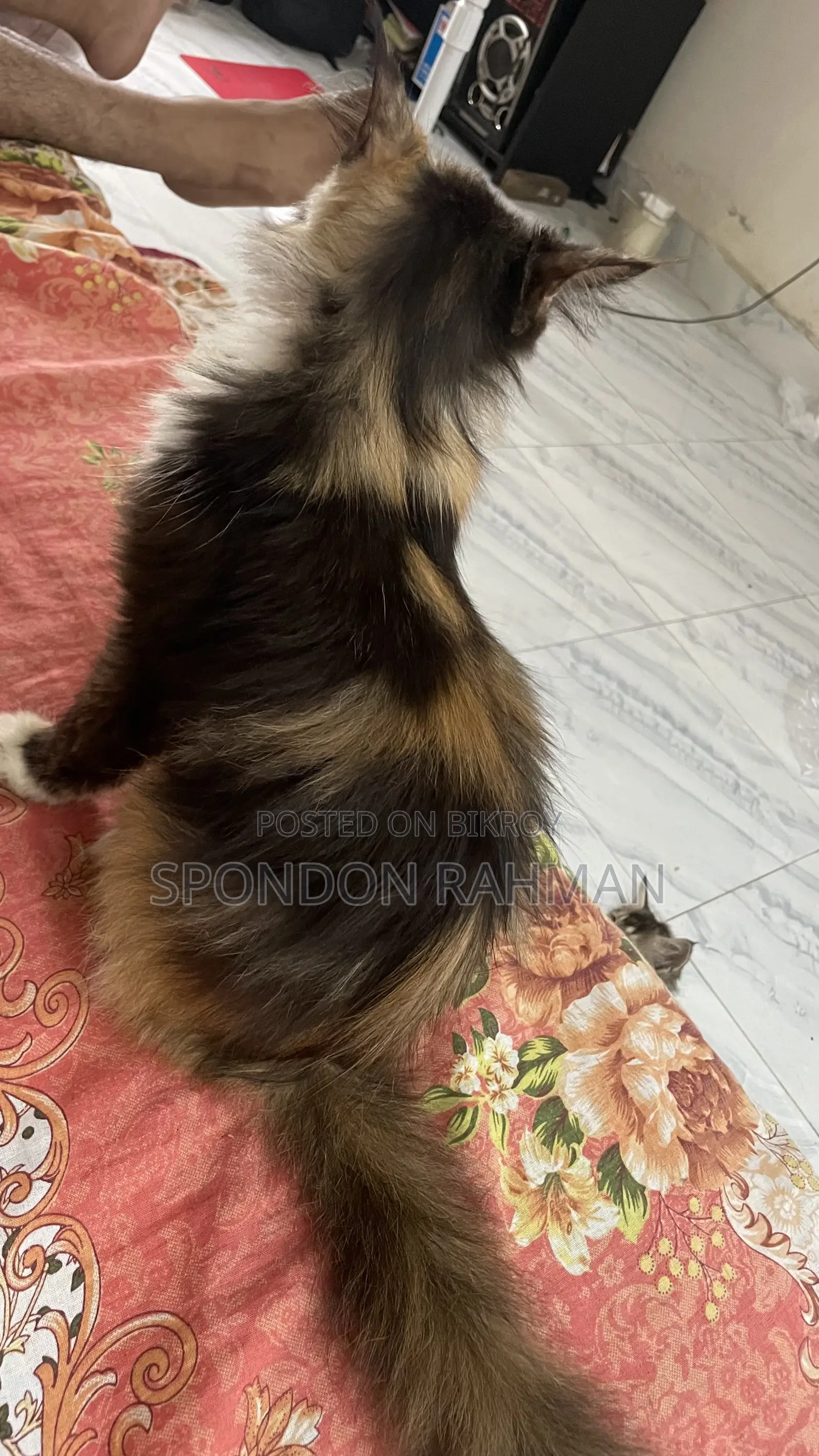 6-12 Months Female Purebred Persian