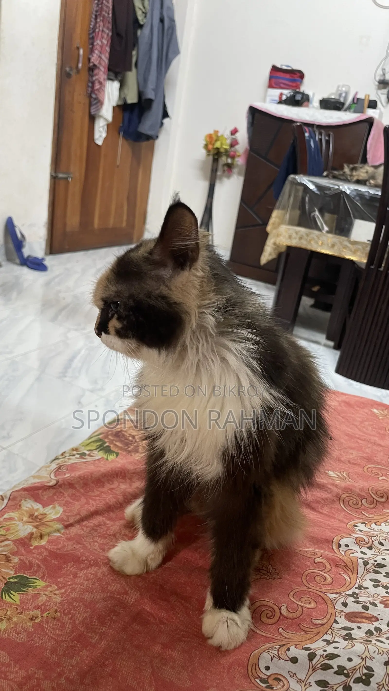 6-12 Months Female Purebred Persian