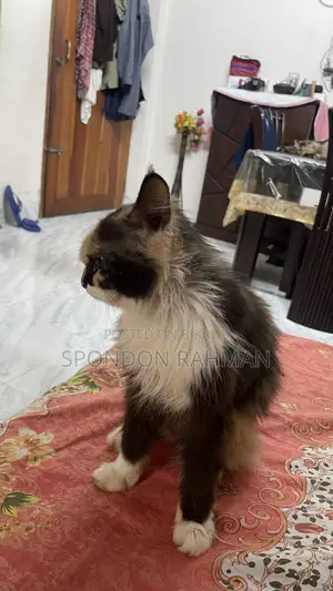 6-12 Months Female Purebred Persian