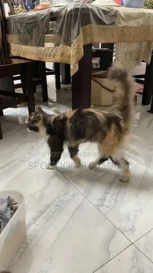 6-12 Months Female Purebred Persian