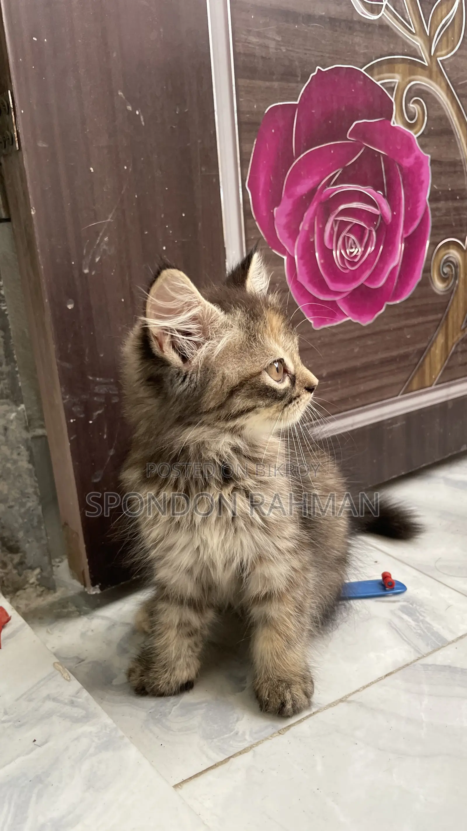 0-1 Month Female Purebred Persian