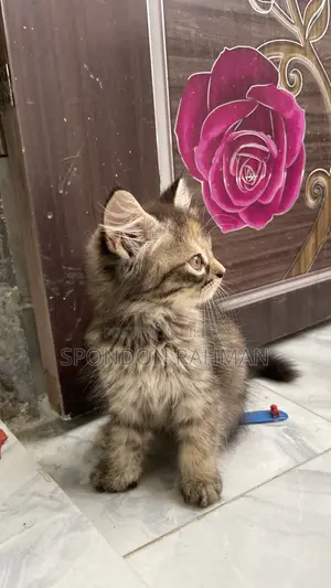 0-1 Month Female Purebred Persian
